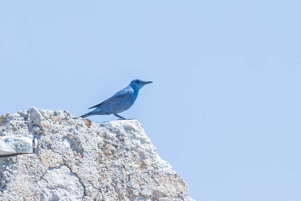 Blaumerle (Monticola solitarius)