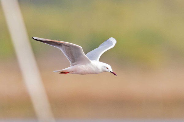 Dünnschnabelmöwe (Chroicocephalus genei) im Flug