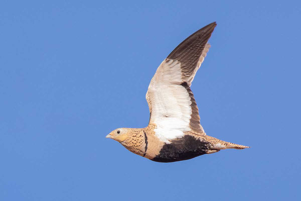 Sandflughuhn (Pterocles orientalis), Weibchen