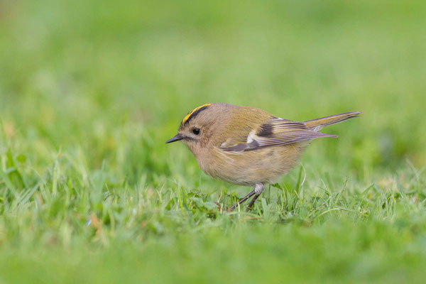 Wintergoldhähnchen (Regulus regulus) streift durch das Gras