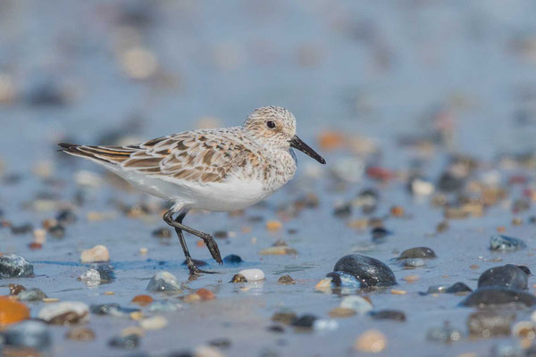 Sanderling (Calidris alba) im Übergangskleid