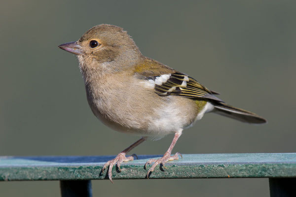 Madeira-Buchfink (Fringilla coelebs maderensis)