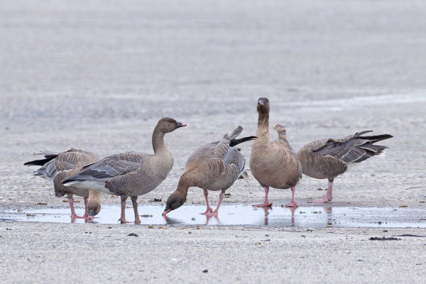 Gruppe Kurzschnabelgans (Anser brachyrhynchus) auf dem Flugplatz der helgoländer Düne.