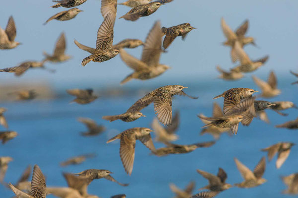 Star (Sturnus vulgaris) auffliegender Schwarm am Nordstrand der Insel Helgoland. 