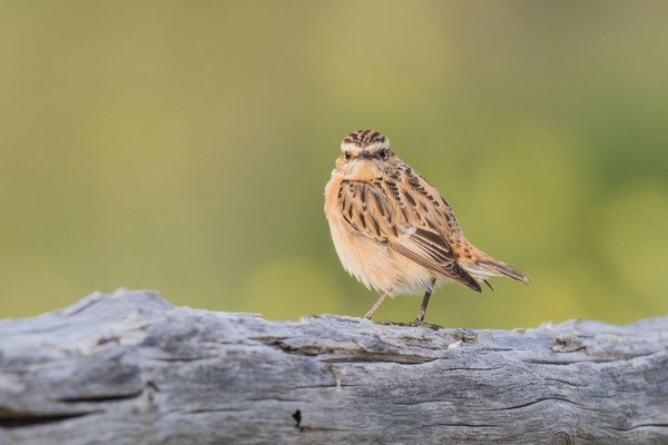 Braunkehlchen (Saxicola rubetra)