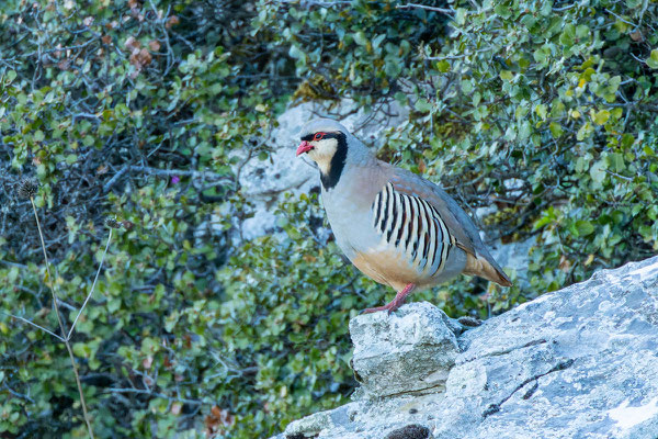 Chukarhuhn (Alectoris chukar) steht auf einem Felsen.