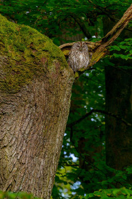 Waldkauz (Strix aluco)