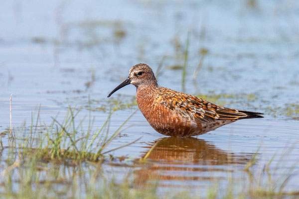 Sichelstrandläufer (Calidris ferruginea) im Prachtkleid (Rumänien; Mai 2019)