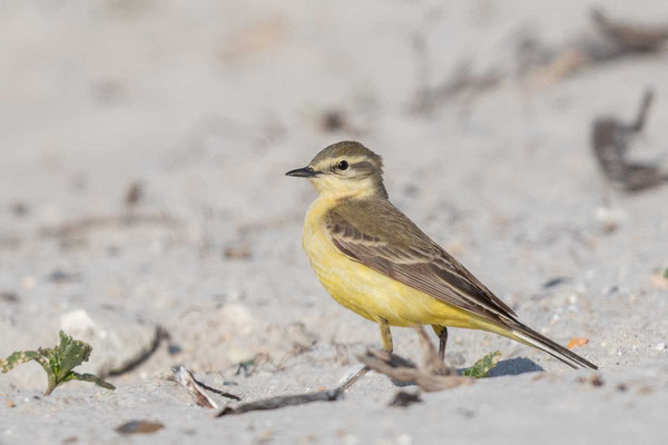 Wiesenschafstelze (Motacilla flava flava), Weibchen