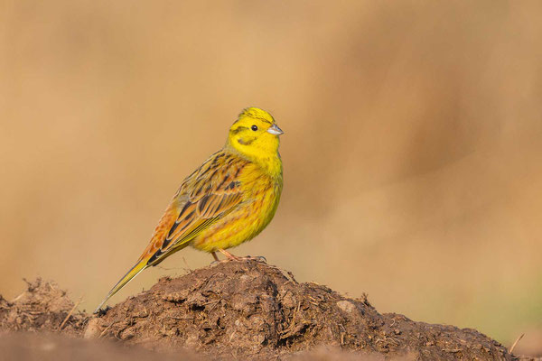 Goldammer (Emberiza citrinella)