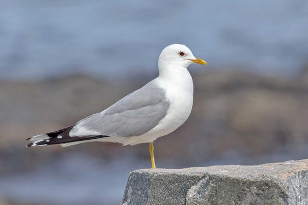 Sturmmöwe (Larus canus)