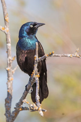 Purpurgrackel (Quiscalus quiscula)