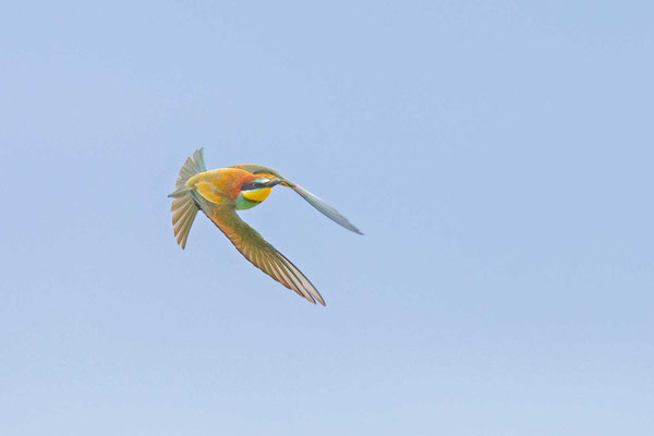 Bienenfresser (Merops apiaster), Flugbild schräg von vorne