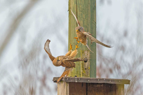 Turmfalke (Falco tinnunculus), Männchen und Weibchen bei der Balz