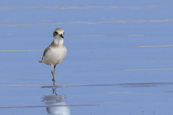 Weiblicher Wüstenregenpfeifer (Anarhynchus leschenaultii) im Schlichtkleid