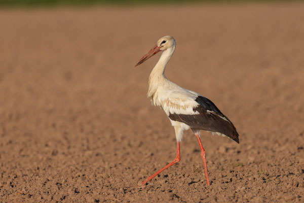 Weißstorch (Ciconia ciconia)