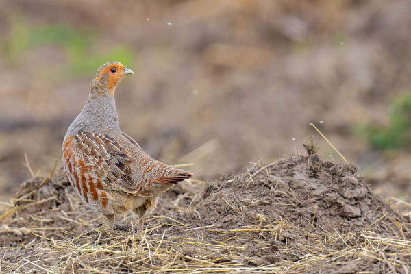 Rebhuhn (Perdix perdix) am Misthaufen.