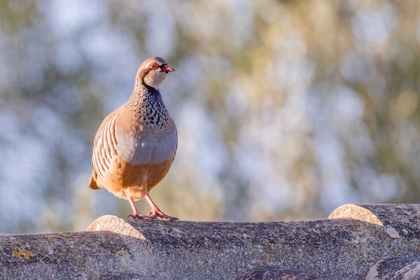 Rothuhn (Alectoris rufa)