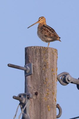 Wilsonbekassine (Gallinago delicata) auf einem Telegraphenmasten. (Manitoba; Mai 2019) 