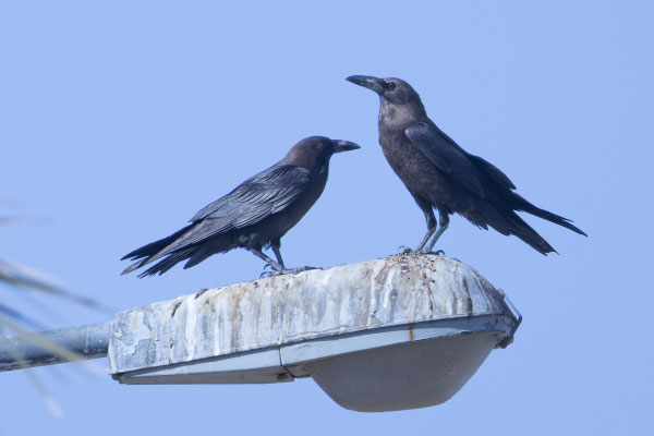 Wüstenrabe (Corvus ruficollis); Oman (Dezember 2025); sitzt auf einem Laternenpfahl.