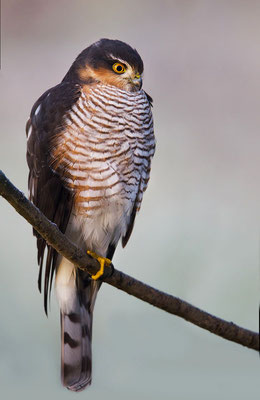 Sperber (Accipiter nisus), Männchen, Foto: Viola Wege