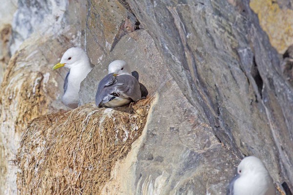 Dreizehenmöwe (Rissa tridactyla) Brutpaar auf der norwegischen Insel Hornøya