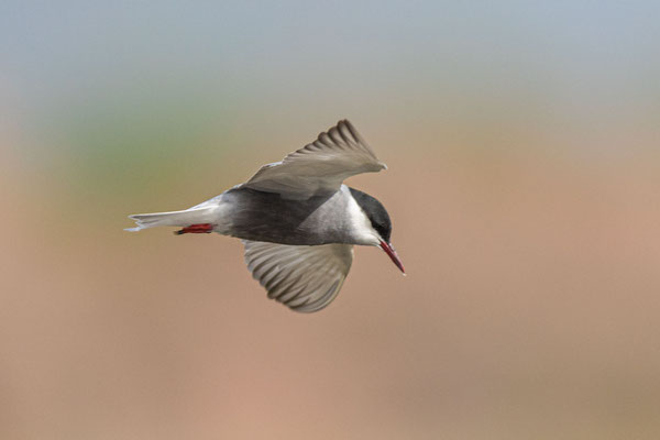 Weißbart-Seeschwalbe (Chlidonias hybrida) im Evros-Delta von Nordgriechenland.