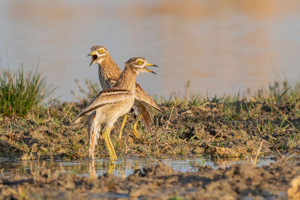 Triel (Burhinus oedicnemus)