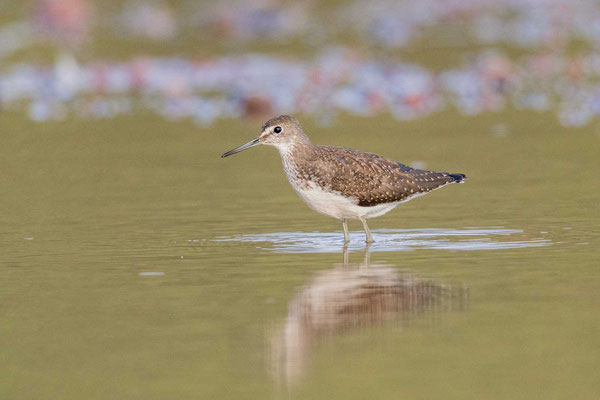 Waldwasserläufer (Tringa ochropus)