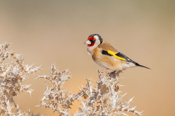 Stieglitz (Carduelis carduelis)