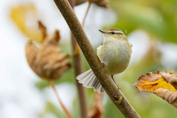 Gelbbrauen-Laubsänger (Phylloscopus inornatus) von Vorne sitzt auf einem Zweig. (Helgoland, Oktober 2024)