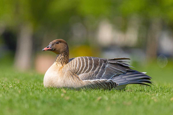 Ruhende Kurzschnabelgans (Anser brachyrhynchus) auf den Neckarwiesen in Heidelberg. 