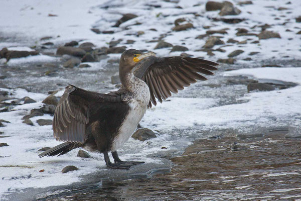 Kormoran (Phalacrocorax carbo), Jungvogel beim trocknen des Gefieders