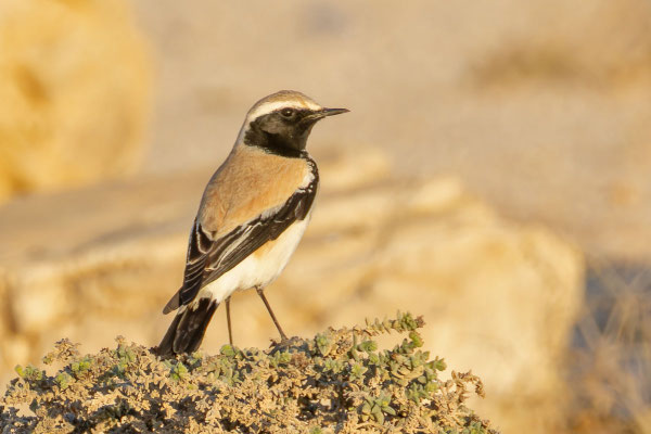 Adultes Männchen des Wüstensteinschmätzers (Oenanthe deserti) im Dezember 2025 in Oman; seitlich auf einem Felsen sitzend; schwarzer Kehl- und Gesichtsbereich, sandfarbenes Obergefieder, weiße Unterseite.