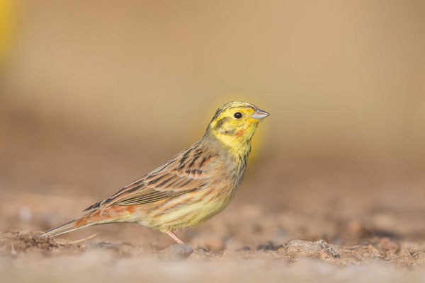 Goldammer (Emberiza citrinella)