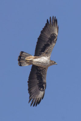 Habichtsadler (Aquila fasciata); Oman (Januar 2026)