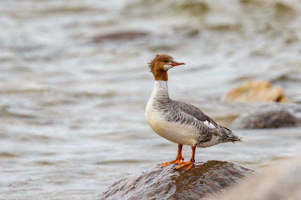 Adulter weiblicher Gänsesäger (Mergus merganser americanus); Mai, Manitoba