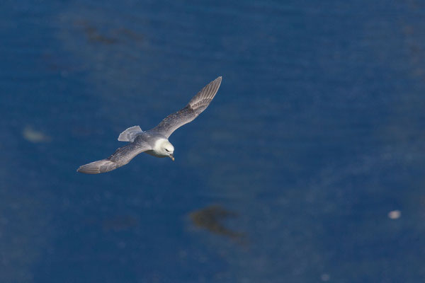 Eissturmvogel (Fulmarus glacialis) im Flug vor dem Helgoländer Lummenfelsen