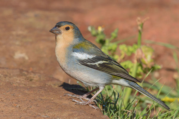 Madeira-Buchfink (Fringilla coelebs maderensis)