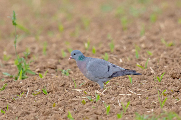 Hohltaube (Columba oenas)