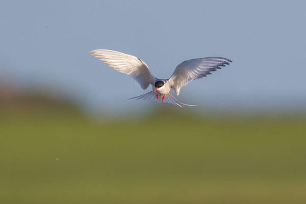 Aggressive Küstenseeschwalbe (Sterna paradisaea) am Brutplatz im norwegischen Varanger