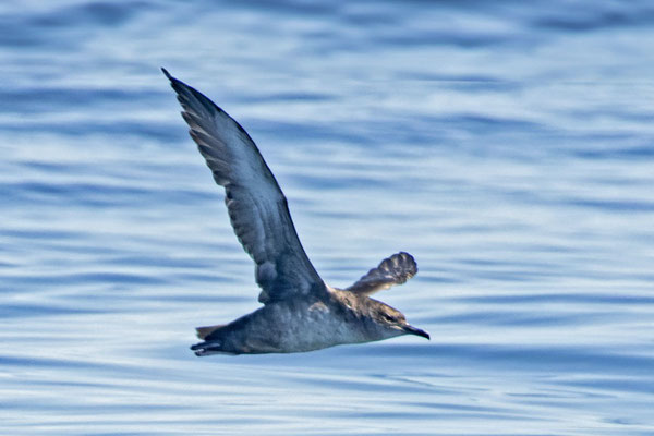 Balearensturmtaucher (Puffinus mauretanicus) im Flug in der französischen Biskaya.