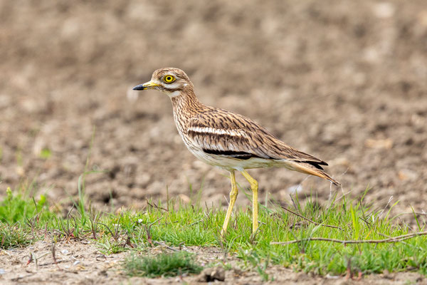 Triel (Burhinus oedicnemus)