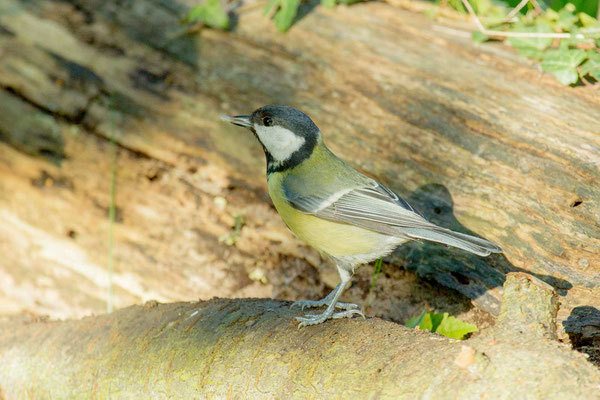 Kohlmeise (Parus major)