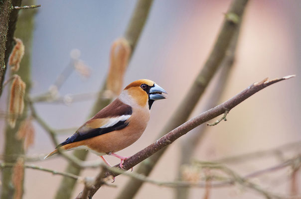 Kernbeißer (Coccothraustes coccothraustes); Foto: Viola Wege