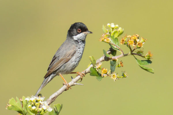Männliche Schuppengrasmücke (Curruca melanothorax) sitzt in einem Weißdornbusch.