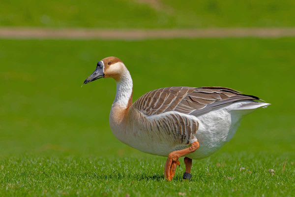  Schwanengans (Anser cygnoides) läuft über die Neckarwiesen in Heidelberg.