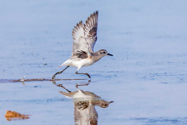 Kiebitzregenpfeifer (Pluvialis squatarola) im Schlichtkleid mit den typisch schwarzen Achselfdern