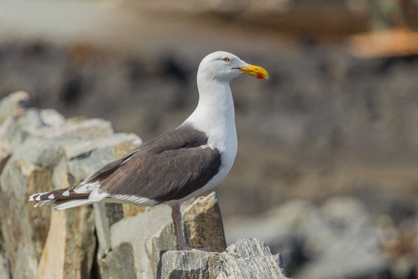 Mantelmöwe (Larus marinus), Adult