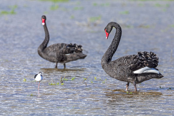 Trauerschwan (Cygnus atratus), balzendes Paar.